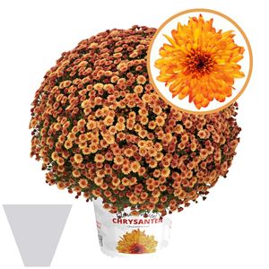 Afbeelding van Bolchrysant gehoest P19 Orange